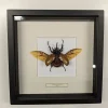 Succubus Curiosities Antenna Rhino Beetle Black Frame