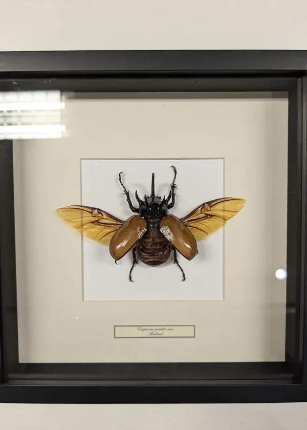 Succubus Curiosities Antenna Rhino Beetle Black Frame