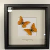 Succubus Curiosities Appias Nero 2 Butterflies Frame Black