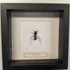 Succubus Curiosities Giant Ant in Frame