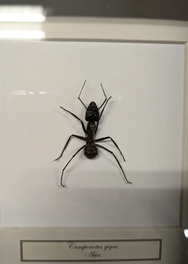 Succubus Curiosities Giant Ant in Frame