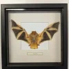 Succubus Curiosities Golden Bat Frame