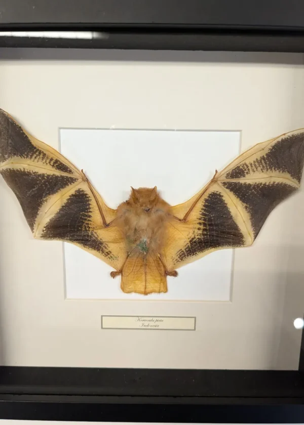 Succubus Curiosities Golden Bat Frame
