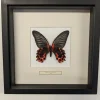 Succubus Curiosities Red Mormon Butterfly in Frame