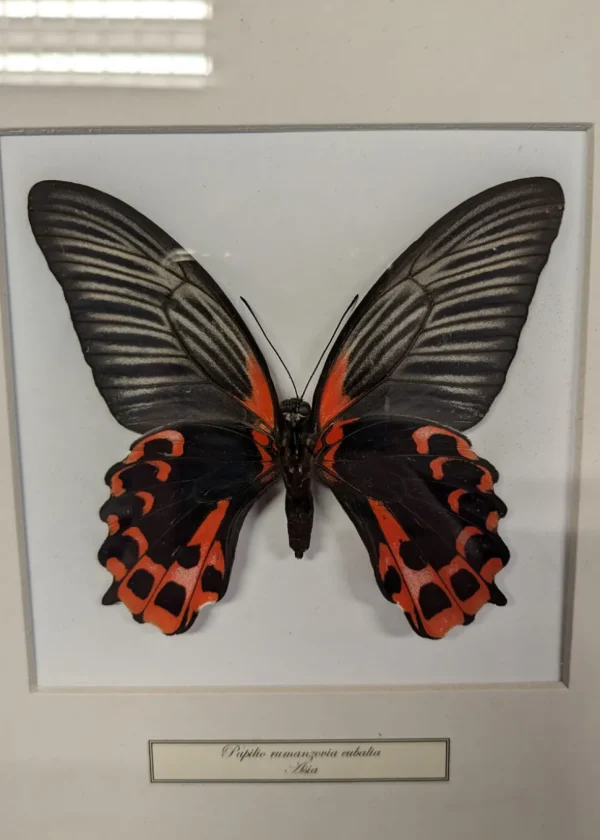 Succubus Curiosities Red Mormon Butterfly in Frame