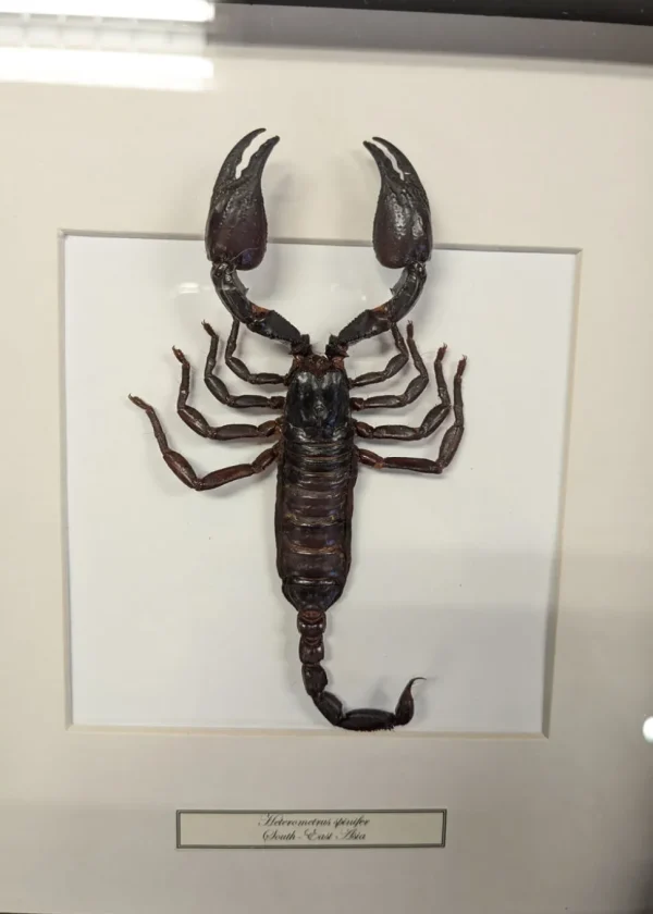 Succubus Curiosities Scorpion Frame
