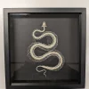 Succubus Curiosities Snake Skeleton Black Frame