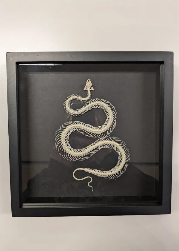 Succubus Curiosities Snake Skeleton Black Frame