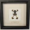 Succubus Curiosities Tree Frog in Frame