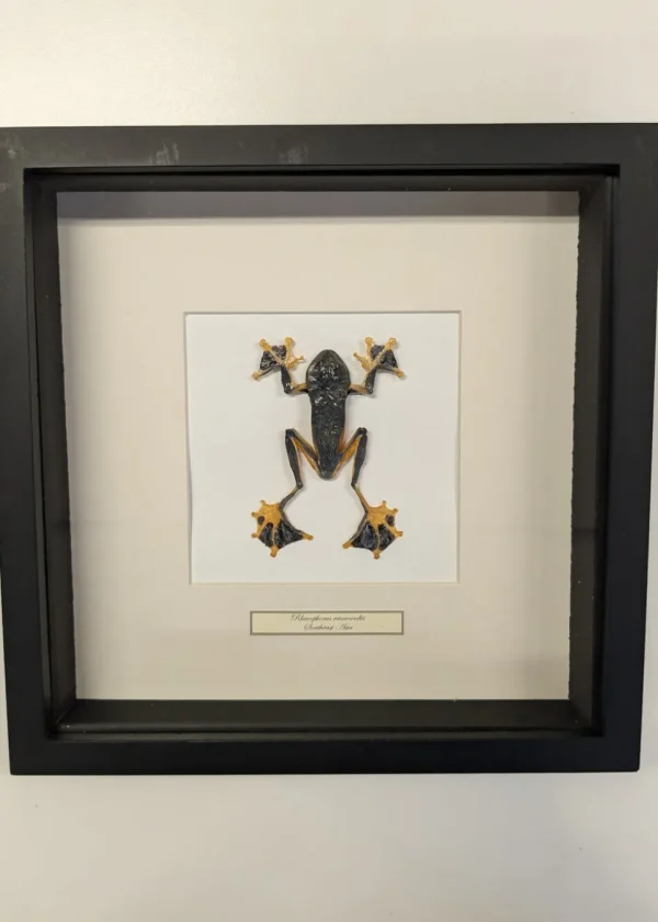 Succubus Curiosities Tree Frog in Frame
