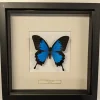 Succubus Curiosities Ulysses Butterfly Frame