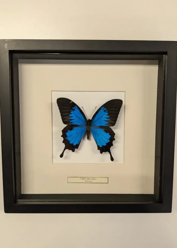 Succubus Curiosities Ulysses Butterfly Frame