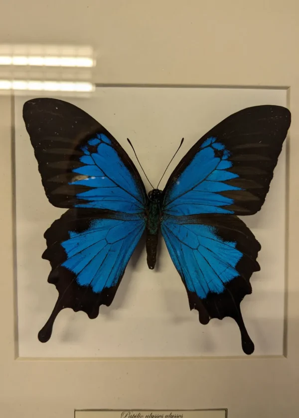 Succubus Curiosities Ulysses Butterfly Frame