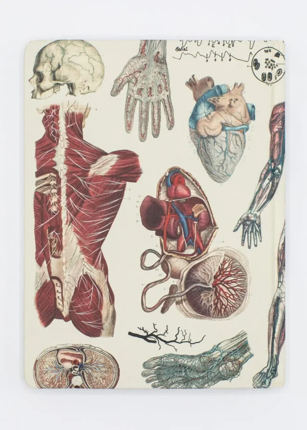 Succubus Home Anatomy: Vascular Hardcover Notebook